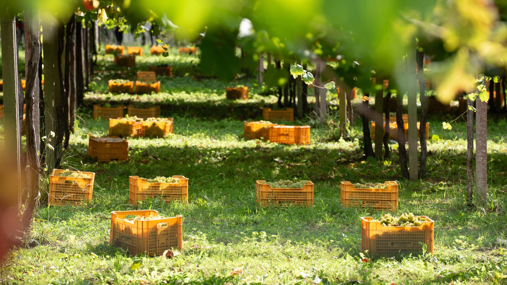 Albariño